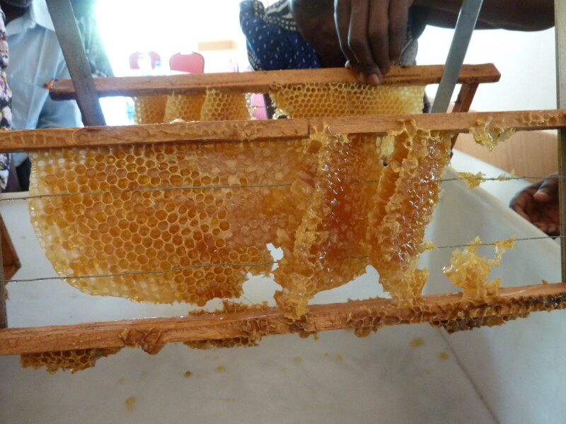 Bienenwaben