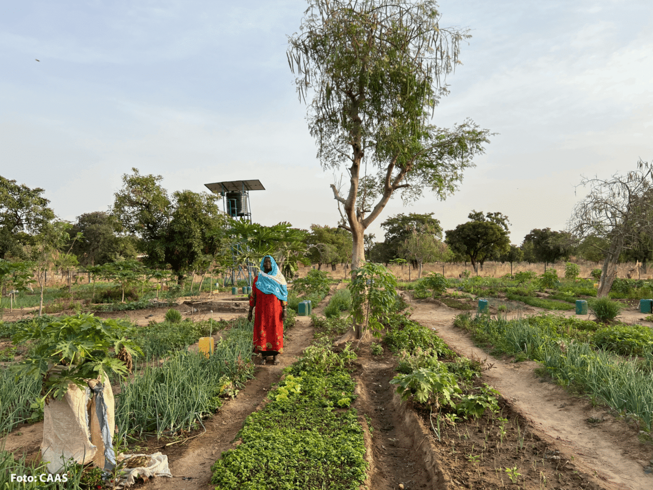 Gemeinsam Zukunft säen – Frauengärten in Mali stärken